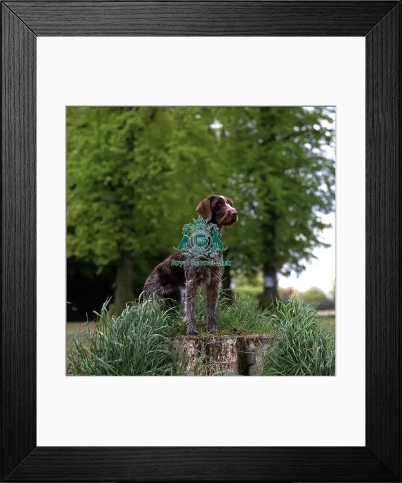 Framed Print : German Wirehaired Pointer Framed Print : German Wirehaired Pointer
