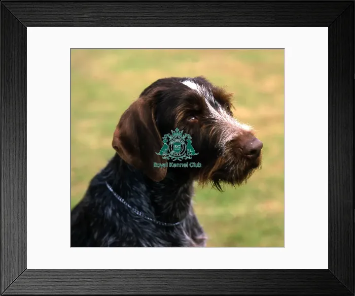 Framed Print : German Wirehaired Pointer