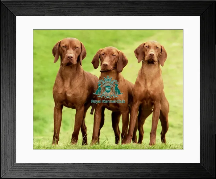 Framed Print : Hungarian Vizslas