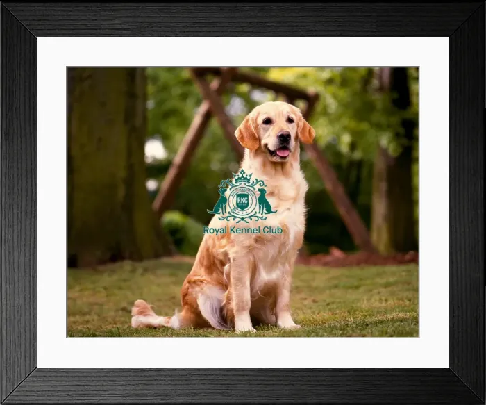 Framed Print : Retriever (Golden) Framed Print : Retriever (Golden)