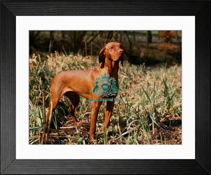 Framed Print : Hungarian Vizsla Framed Print : Hungarian Vizsla
