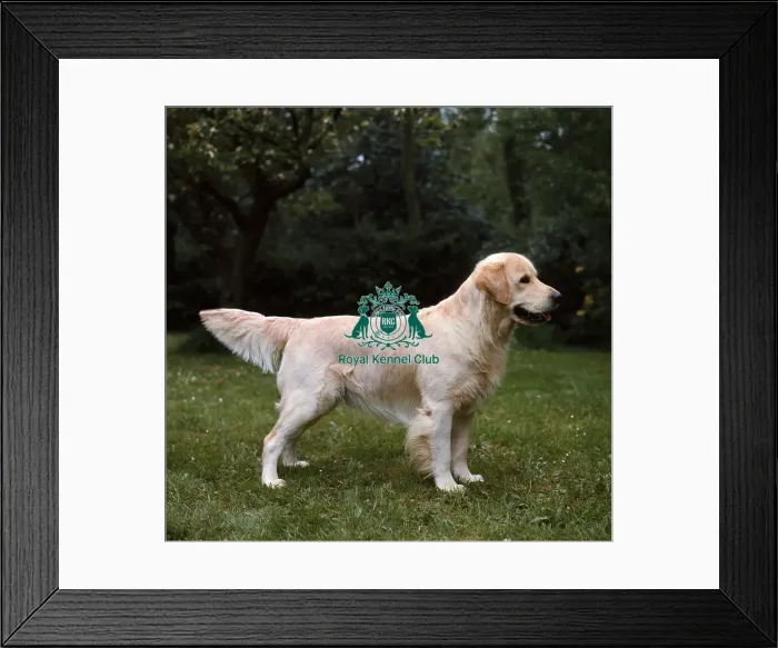 Framed Print : Retriever-Golden