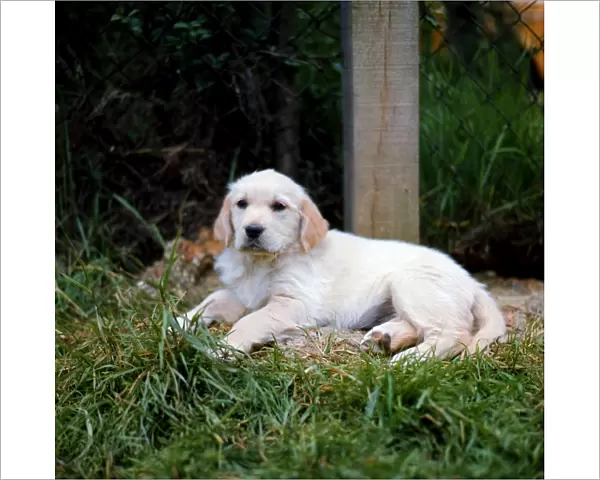 Retriever-Golden Puppy