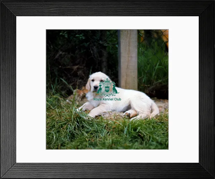 Framed Print : Retriever-Golden Puppy Framed Print : Retriever-Golden Puppy