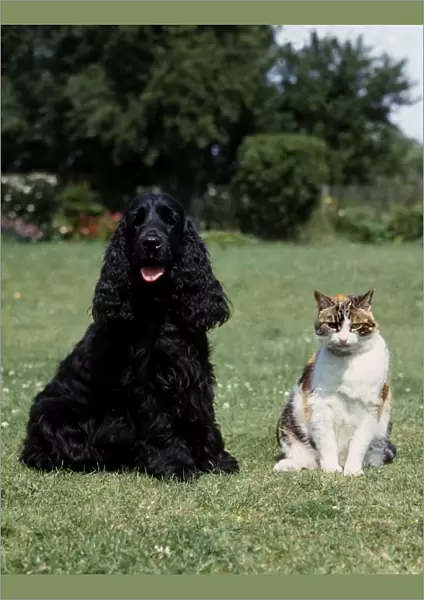 Spaniel-Cocker and cat