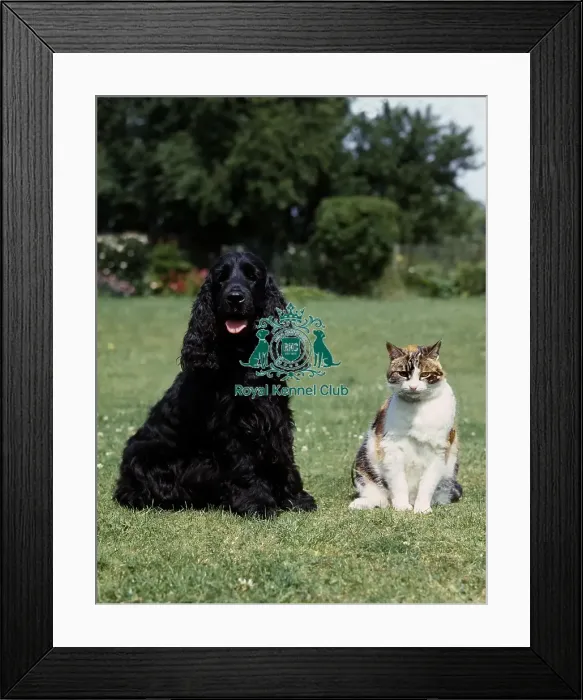 Framed Print : Spaniel-Cocker and cat Framed Print : Spaniel-Cocker and cat