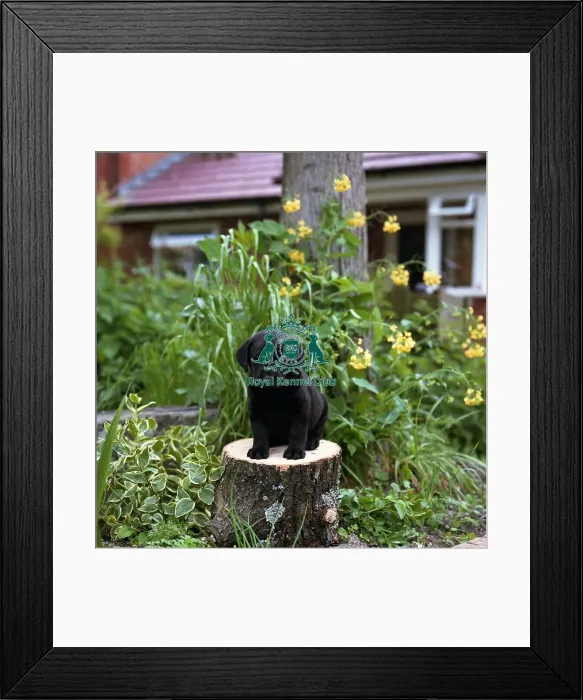 Framed Print : Retriever-Labrador Puppy Framed Print : Retriever-Labrador Puppy