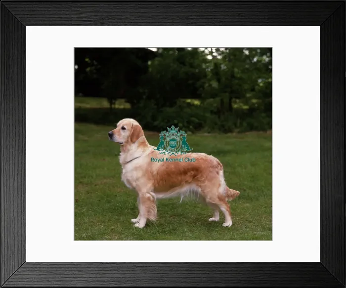 Framed Print : Retriever-Golden