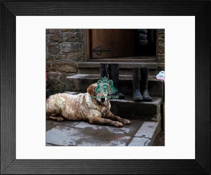 Framed Print : Retriever-Golden
