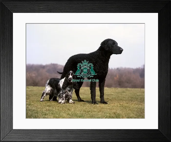 Framed Print : Spaniel-Cocker and Retriever-Curly Coated