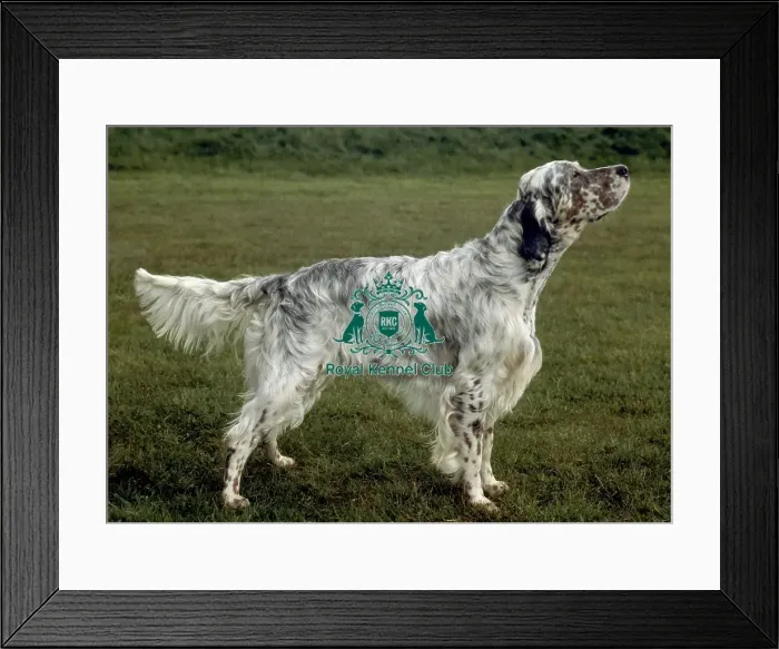 Framed Print : English Setter Framed Print : English Setter