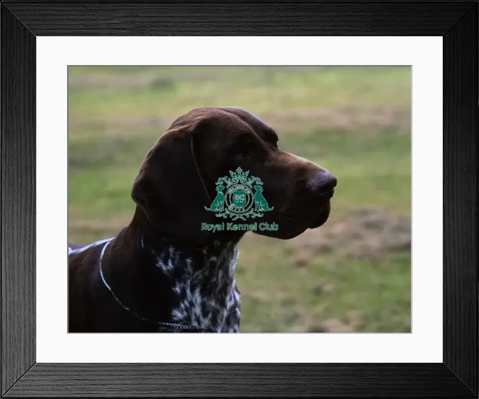 Framed Print : German Shorthaired Pointer Framed Print : German Shorthaired Pointer