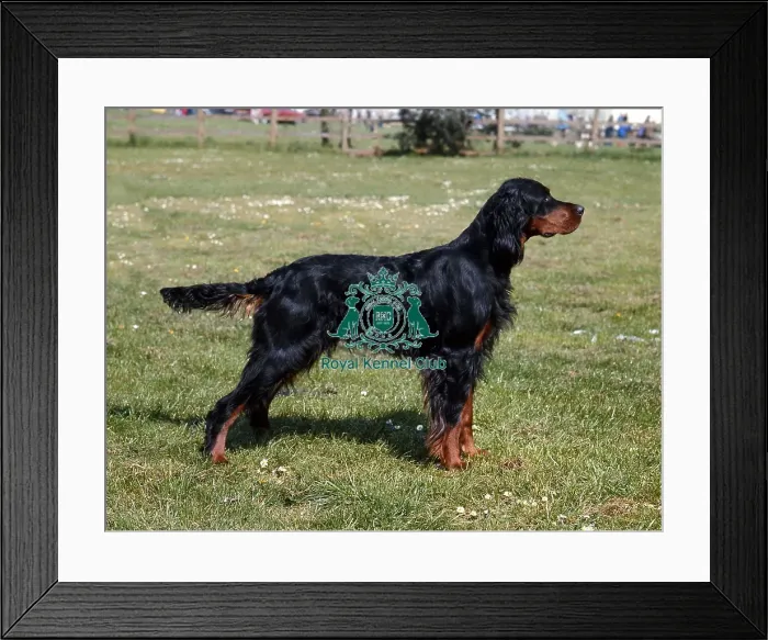 Framed Print : Gordon Setter Framed Print : Gordon Setter