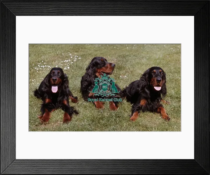 Framed Print : Gordon Setter Framed Print : Gordon Setter