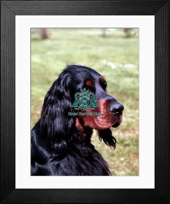Framed Print : Gordon Setter Framed Print : Gordon Setter