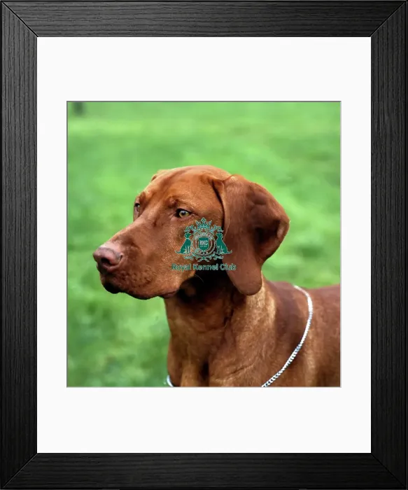 Framed Print : Hungarian Vizsla Framed Print : Hungarian Vizsla