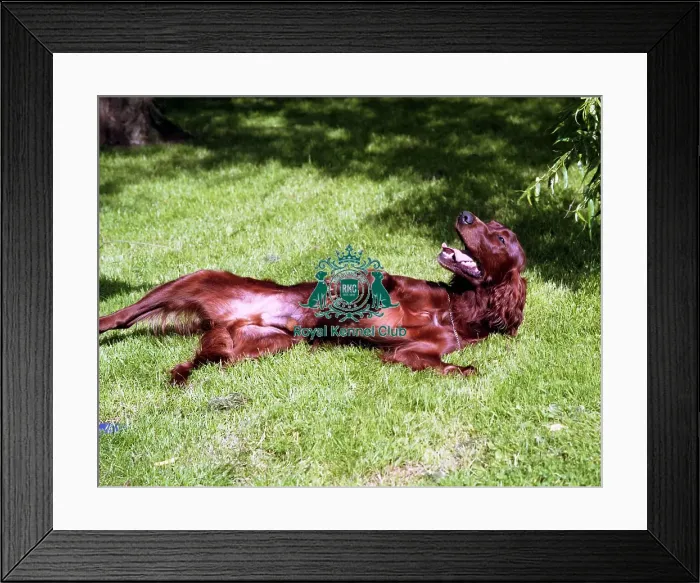 Framed Print : Irish Setter Framed Print : Irish Setter