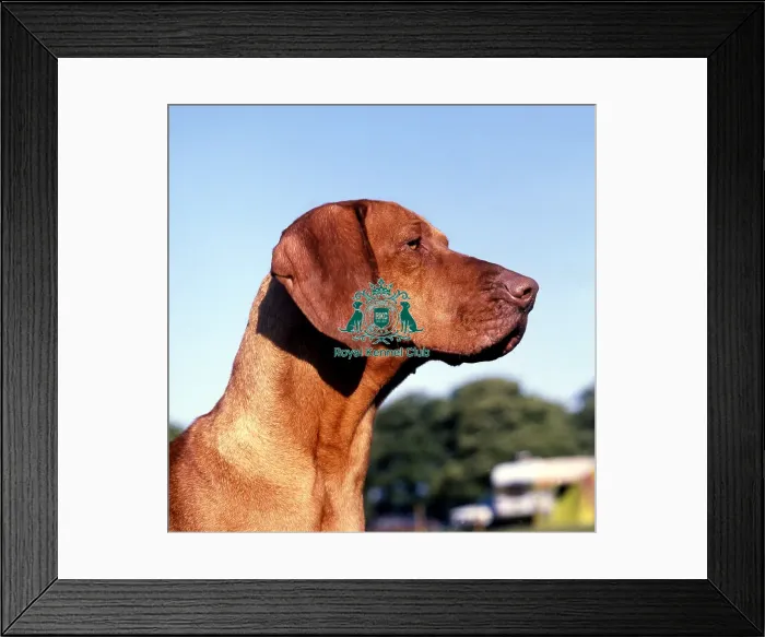 Framed Print : Hungarian Vizsla Framed Print : Hungarian Vizsla