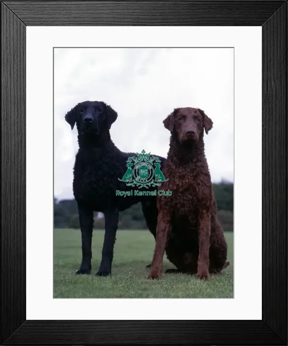 Framed Print : Retriever-Curly Coated Framed Print : Retriever-Curly Coated
