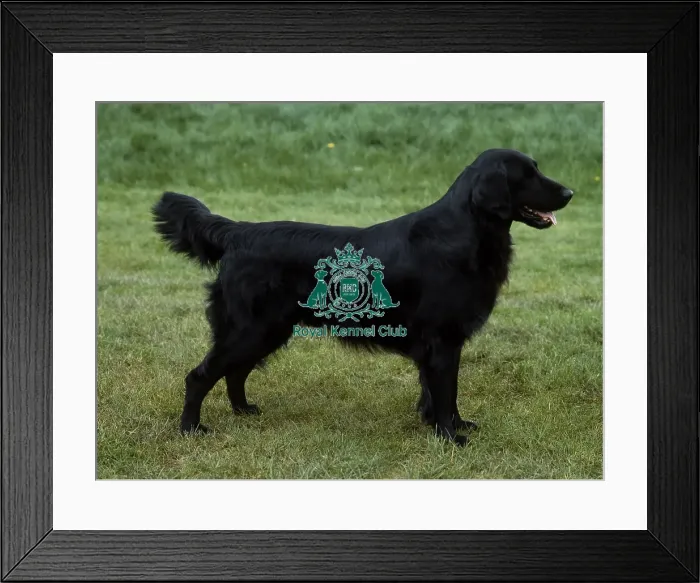 Framed Print : Retriever-Flatcoated Framed Print : Retriever-Flatcoated