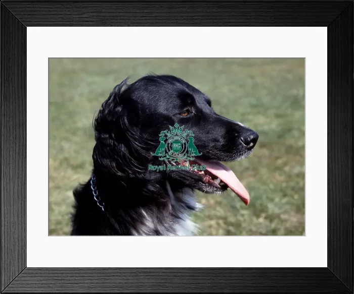 Framed Print : Large Munsterlander Framed Print : Large Munsterlander