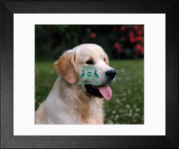Framed Print : Retriever-Golden Framed Print : Retriever-Golden