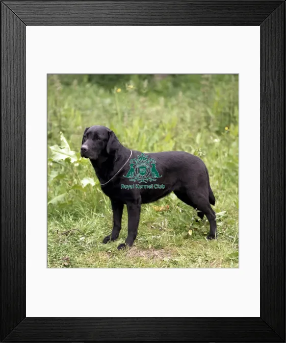 Framed Print : Retriever-Labrador Framed Print : Retriever-Labrador