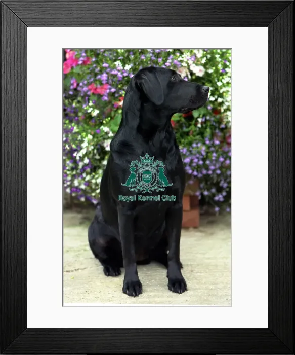 Framed Print : Retriever-Labrador Framed Print : Retriever-Labrador