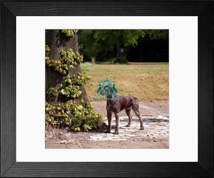 Framed Print : German Wirehaired Pointer Framed Print : German Wirehaired Pointer