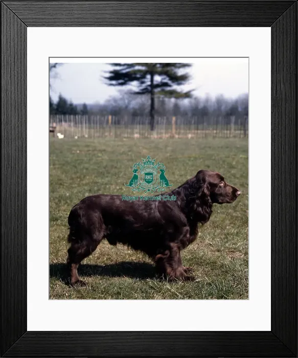 Framed Print : Spaniel-Field Framed Print : Spaniel-Field