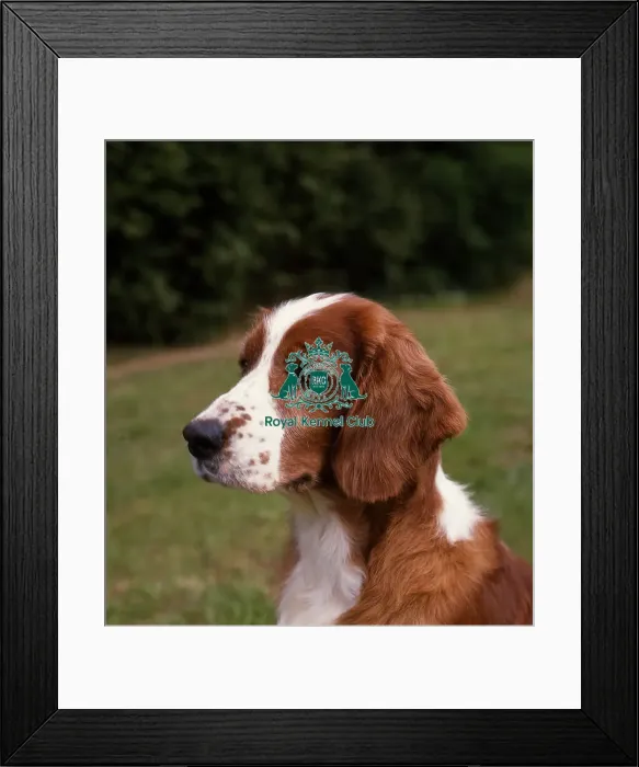 Framed Print : Spaniel -Welsh Springer Framed Print : Spaniel -Welsh Springer