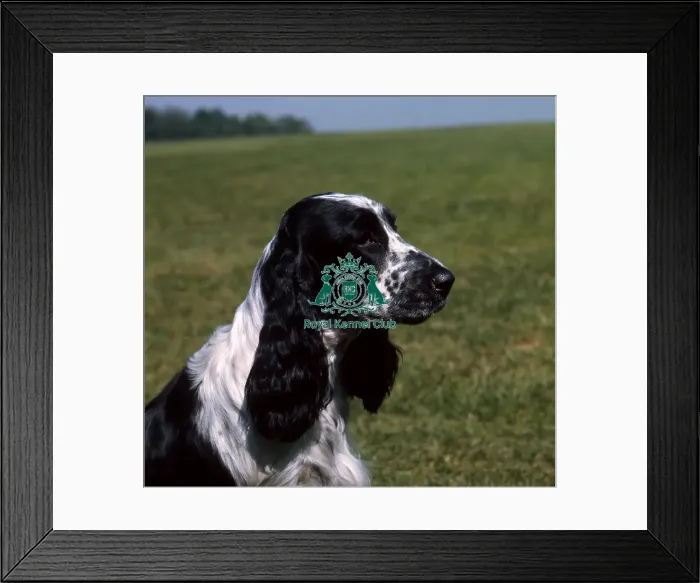 Framed Print : Spaniel (Cocker)