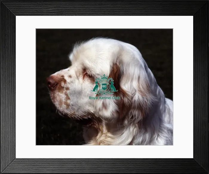 Framed Print : Spaniel-Clumber Framed Print : Spaniel-Clumber