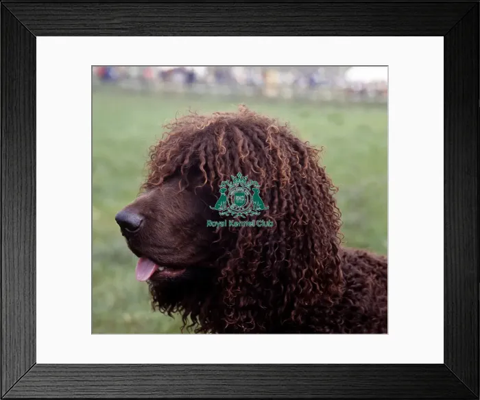 Framed Print : Spaniel-Irish Water Framed Print : Spaniel-Irish Water