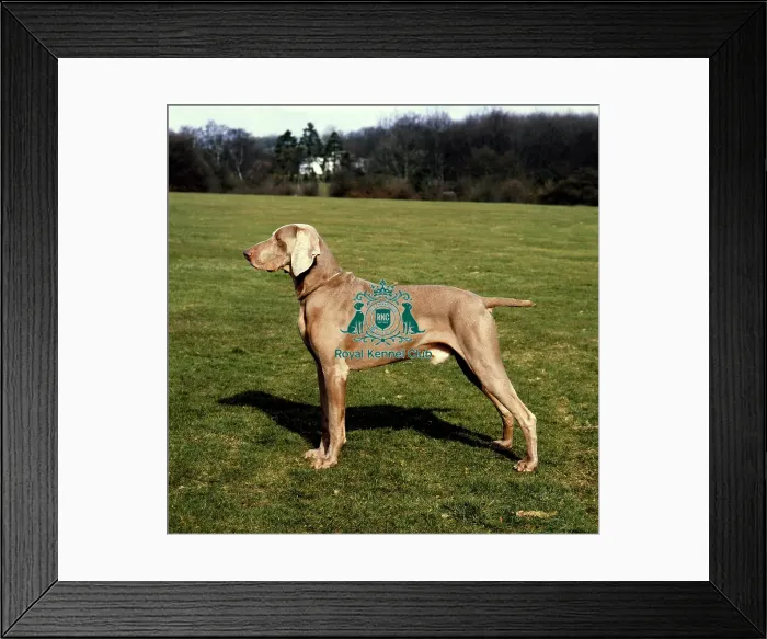 Framed Print : Weimaraner Framed Print : Weimaraner