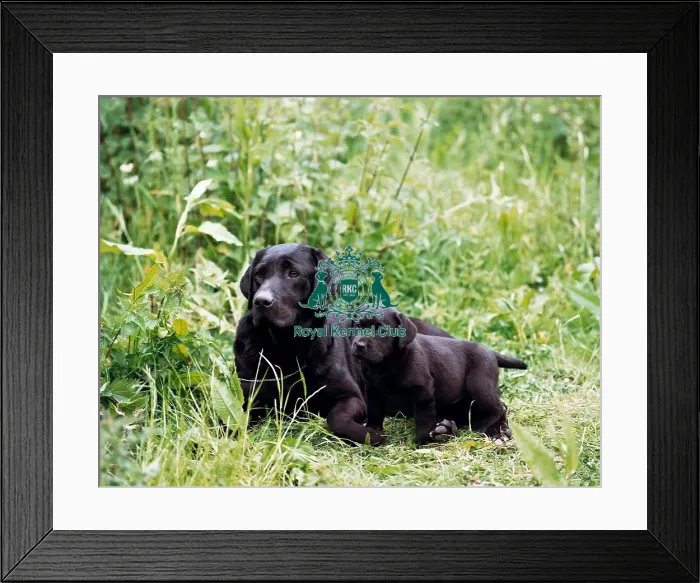 Framed Print : Retriever- Labrador