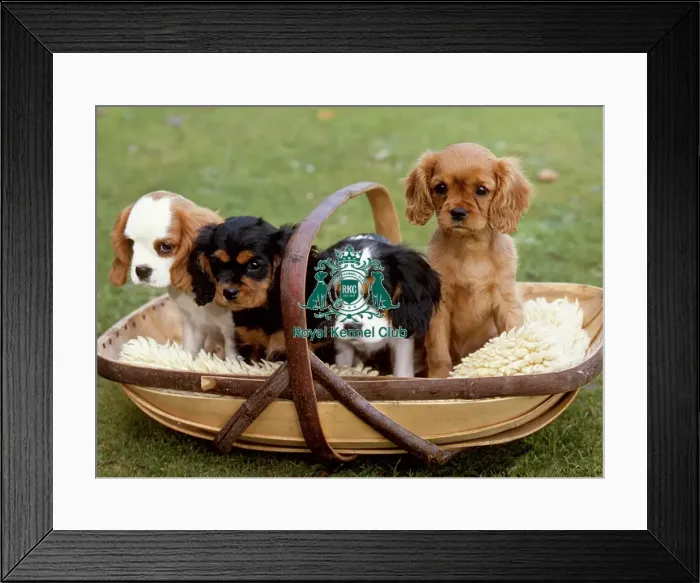 Framed Print : Cavalier King Charles Spaniel puppies Framed Print : Cavalier King Charles Spaniel puppies
