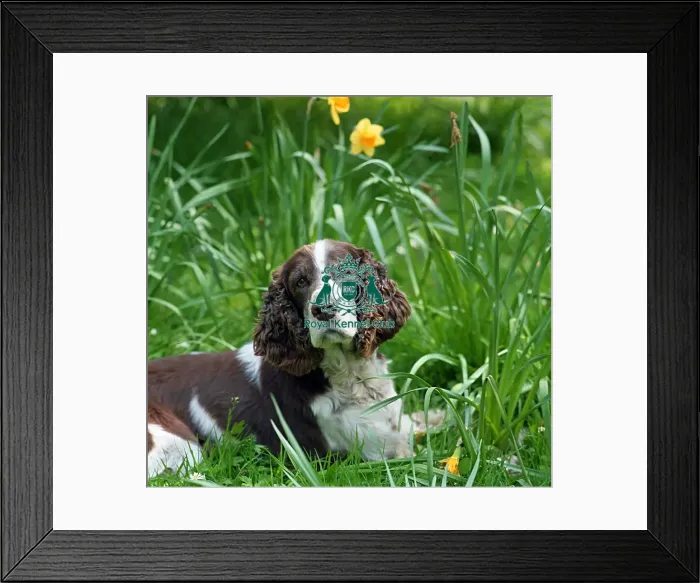 Framed Print : Spaniel (English Springer) Framed Print : Spaniel (English Springer)