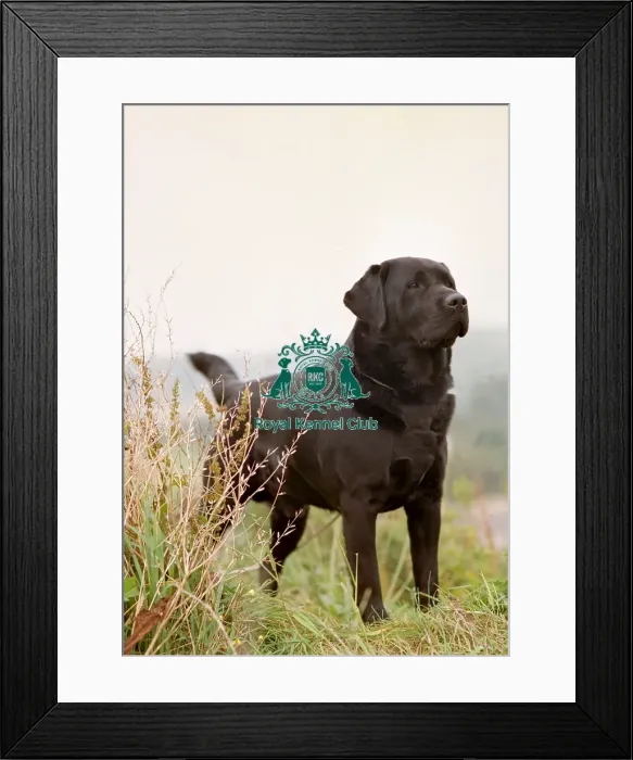 Framed Print : Retriever (Labrador)