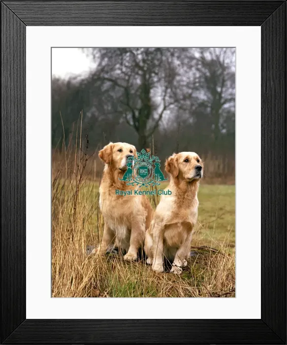 Framed Print : Retriever-Golden