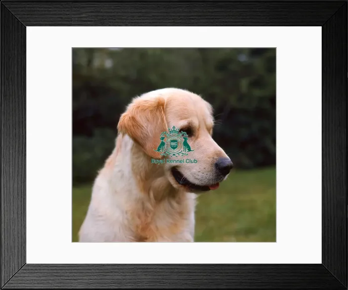 Framed Print : Retriever-Golden