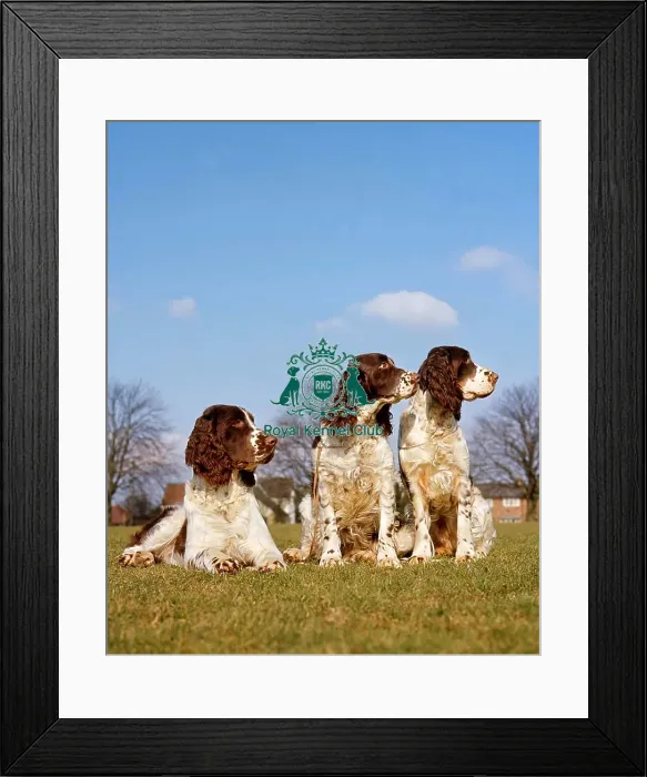 Framed Print : Spaniel-English Springer