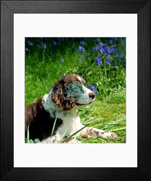 Framed Print : Spaniel-English Springer