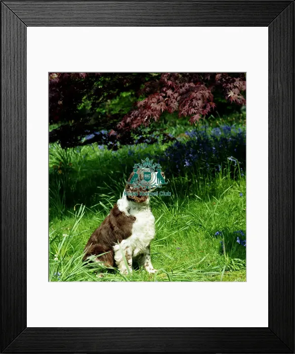 Framed Print : Spaniel-English Springer Framed Print : Spaniel-English Springer
