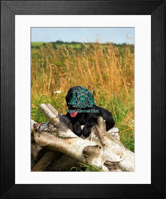 Framed Print : Labrador Puppy Framed Print : Labrador Puppy