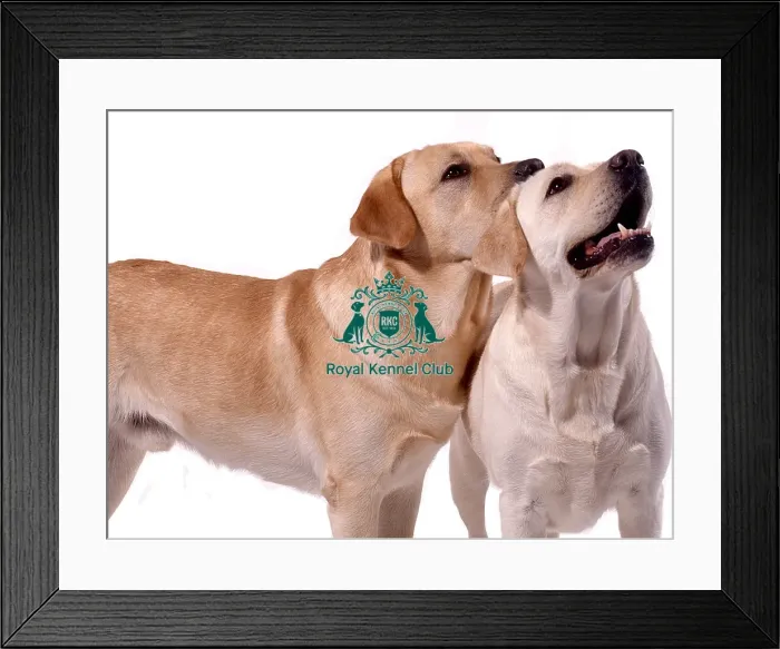 Framed Print : Retriever (Labrador)