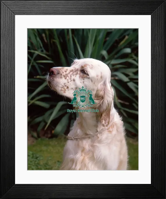 Framed Print : English Setter Framed Print : English Setter