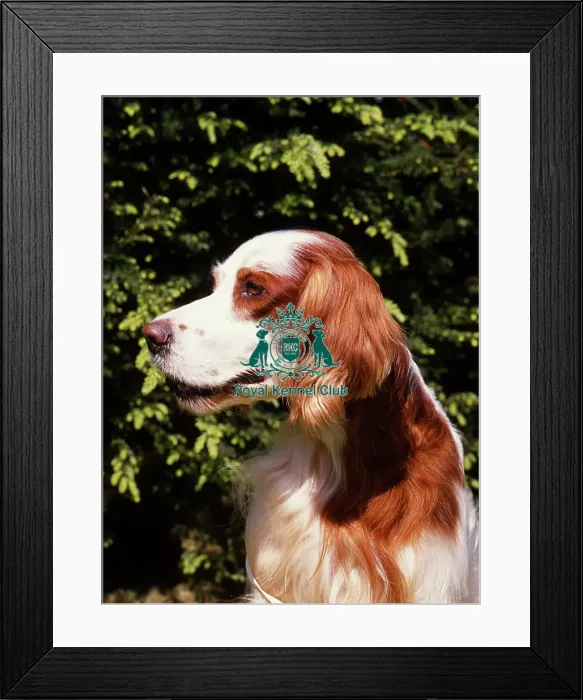Framed Print : Irish Red and White Setter Framed Print : Irish Red and White Setter