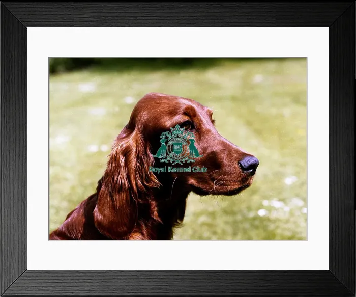 Framed Print : Irish Setter Framed Print : Irish Setter