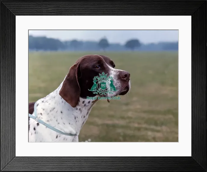Framed Print : Pointer Framed Print : Pointer